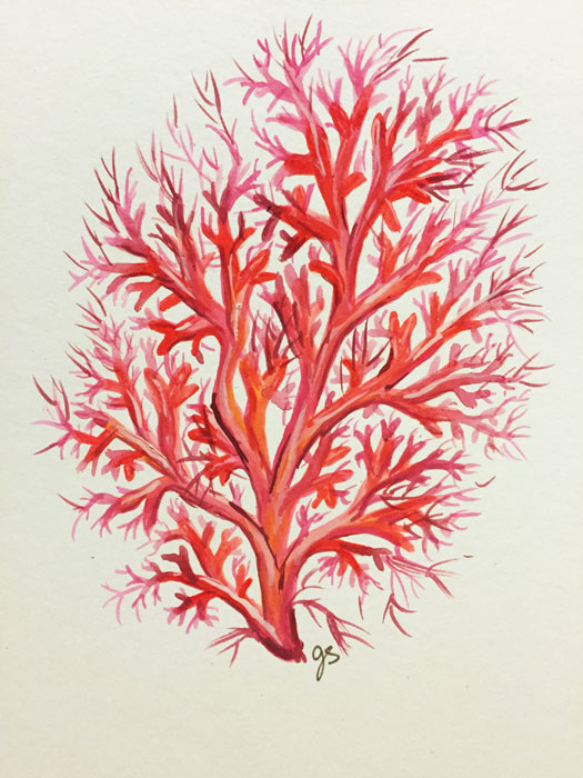Pink Coral9" x 12"watercolor on paper