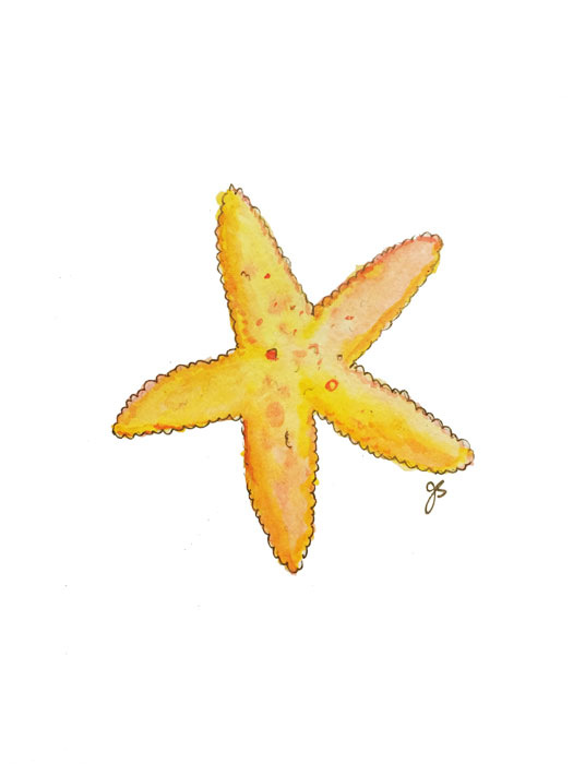 Starfish9" x 12"watercolor on paper 